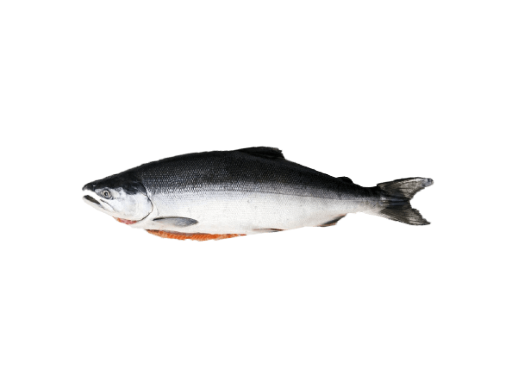 CÁ HỒI NAUY TƯƠI NGUYÊN CON - SALMON FRESH - SIZE 6-7KG