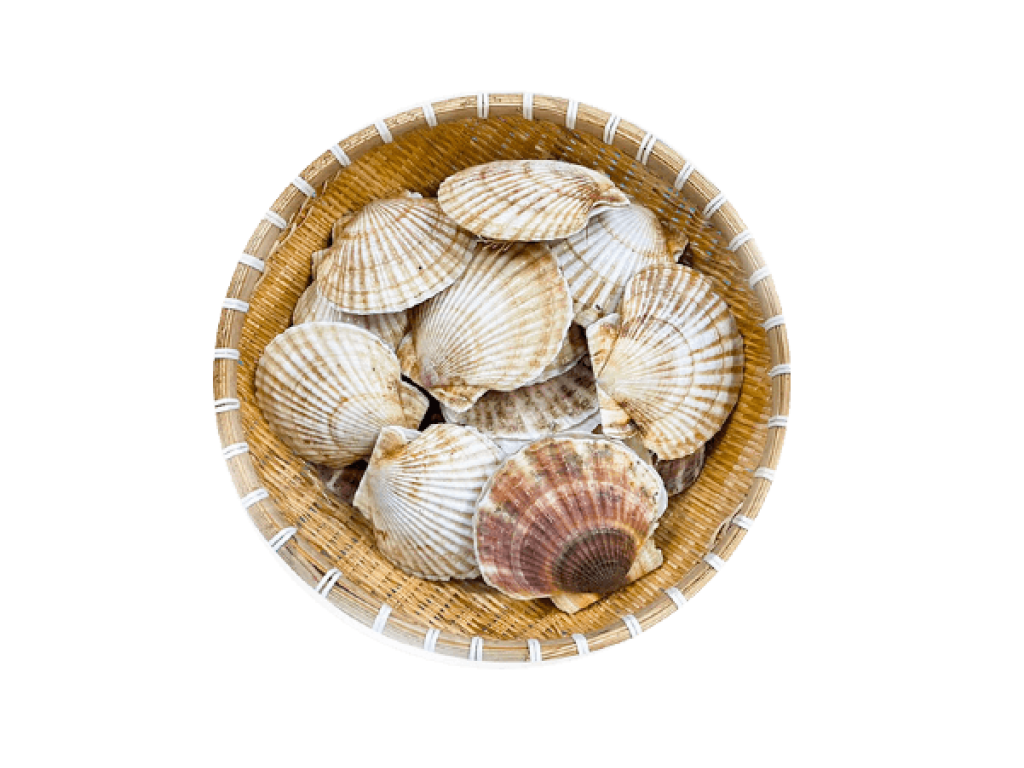 Sò điệp Nhật 6-8cm A