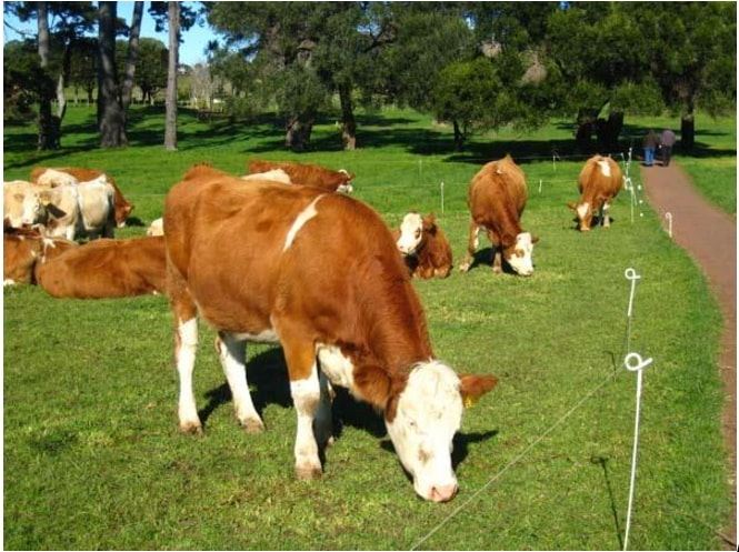 Trang trại bò tại Mỹ