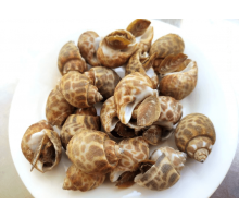 Ốc Hương Quế Ấn Độ - KG