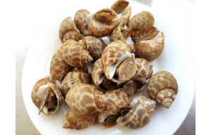 Ốc Hương Quế Ấn Độ - KG