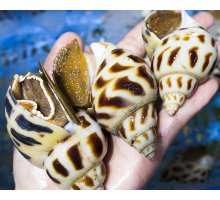 Ốc Hương Thiên Nhiên