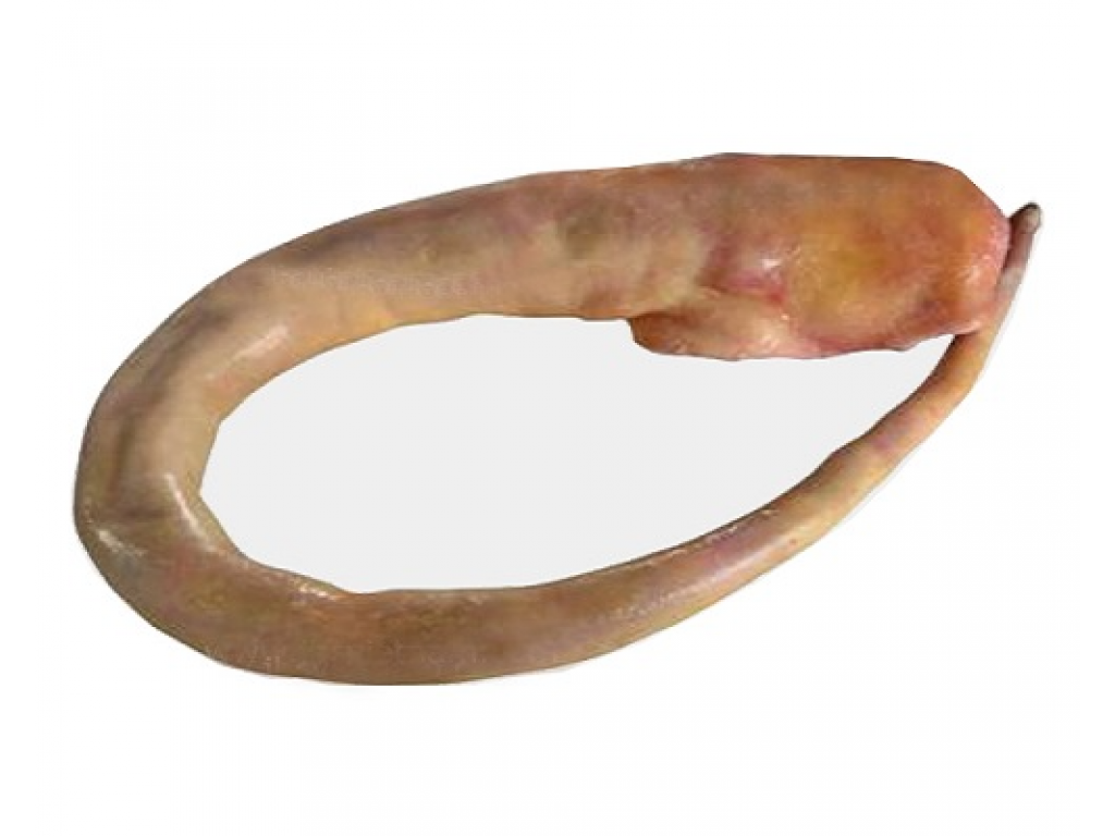 Đuôi Trâu Ấn Độ