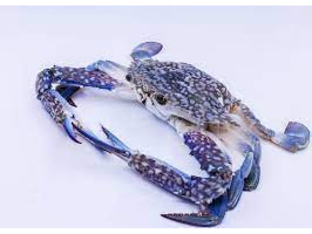 Ghẹ sống 3-5 con/kg thỏa sức biến tấu cho dân ghiền hải sản