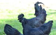 Vì Sao Gà Đen Tây Bắc Được Xem Là “Thần Dược” Bổ Máu, Bổ Khí?