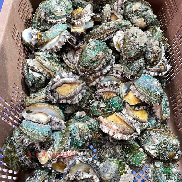 BÀO NGƯ TƯƠI SỐNG, BÀO NGƯ NHẬP KHẨU, THỰC PHẨM TỐT CHO SỨC KHỎE