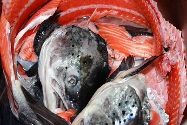 đầu và vây cá hồi